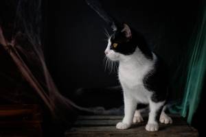 Jean-Marc PENRATH - STUDIO DES VIGNES D'AVARICUM